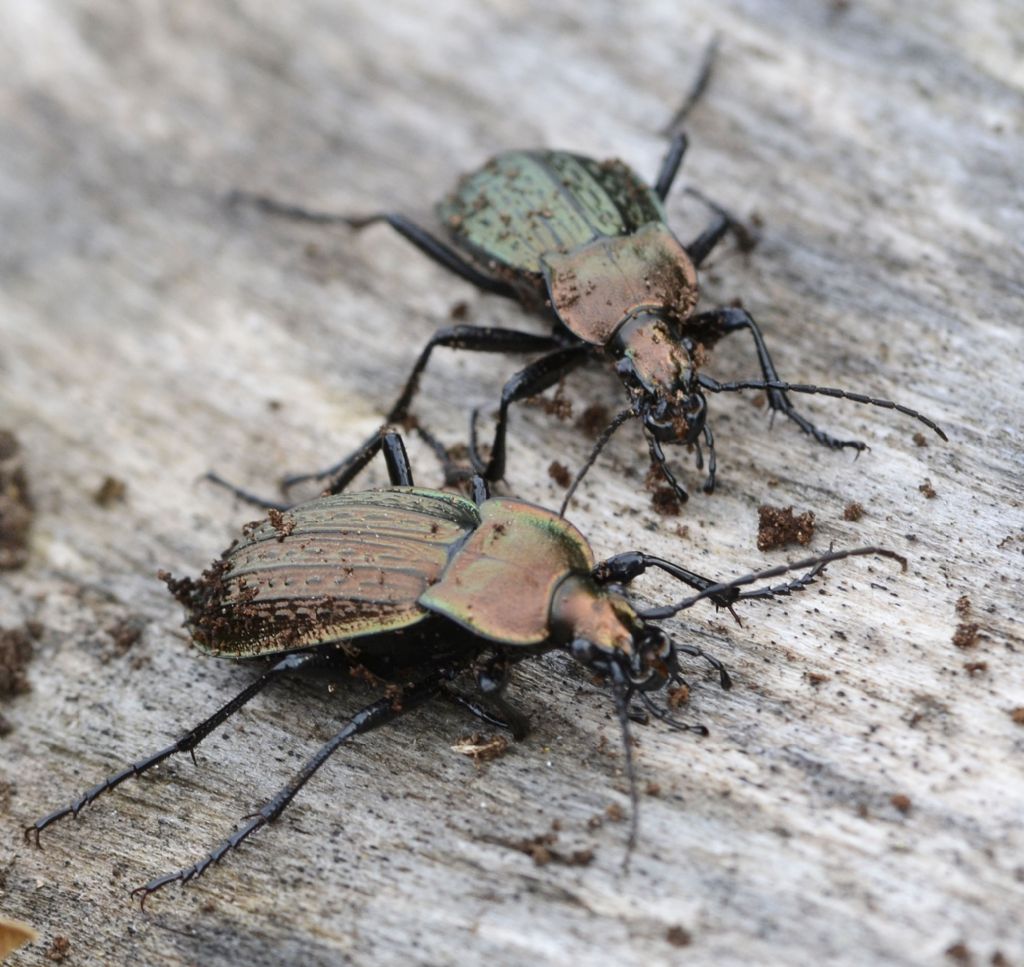 Carabus cancellatus